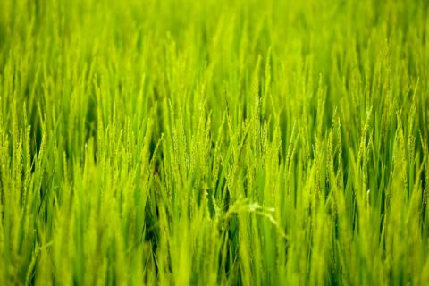 Rice paddy, close up
