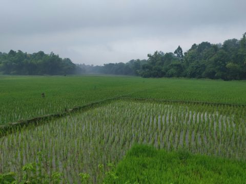 A lush paddy field