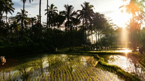 Rice fields ringed by coconut palms