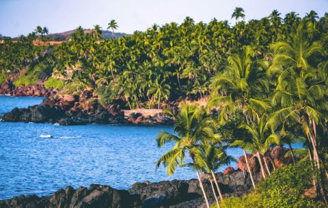 Palms by the sea